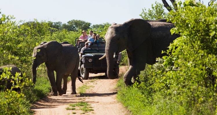Olifanten die een zandweg oversteken met toeristen in een safarivoertuig