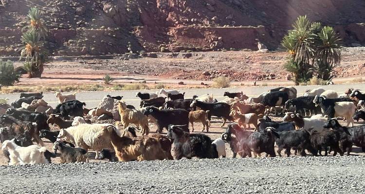 Troupeau de chèvres près de palmiers dans un paysage rocheux.