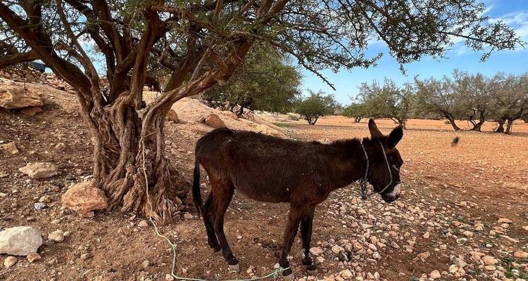 Âne attaché sous un arbre dans une zone sèche et rocailleuse.