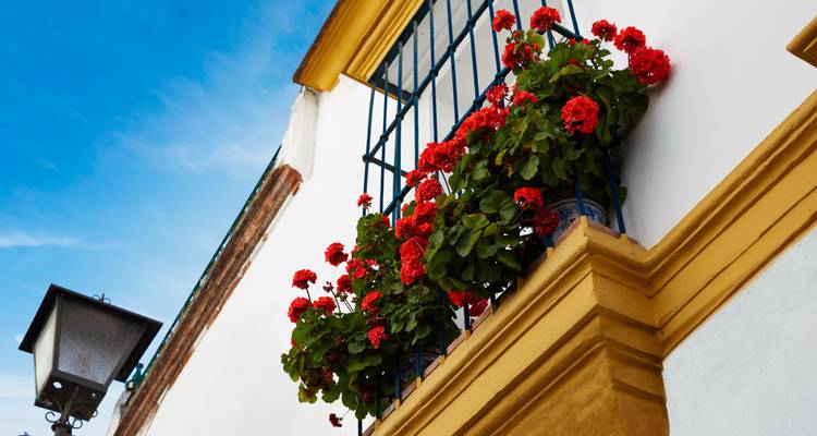 Balcon avec des fleurs rouges sur un mur blanc avec un ciel bleu