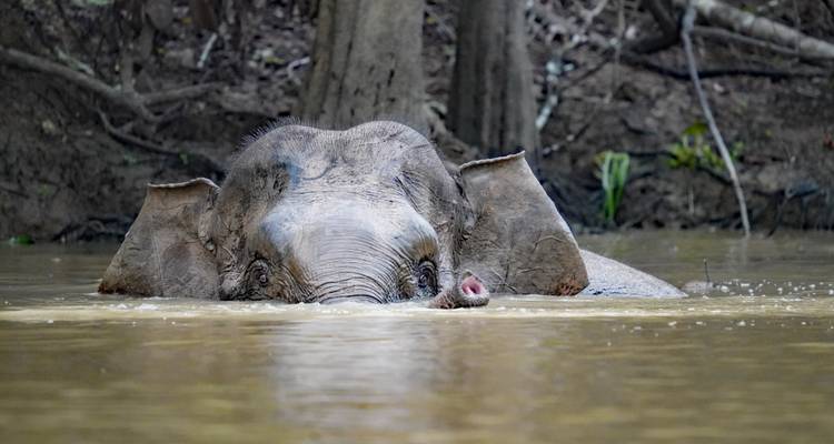 Ein Borneo-Zwergelefant ist beim Durchqueren eines schlammigen Dschungelfluss fast vollständig untergetaucht.
