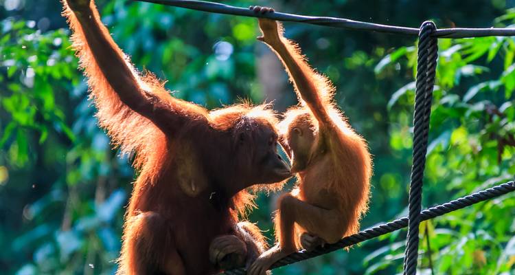 Die Orang-Utan-Mutter und ihr Junges teilen einen zarten Moment, während sie an Seilen im Regenwald hängen.