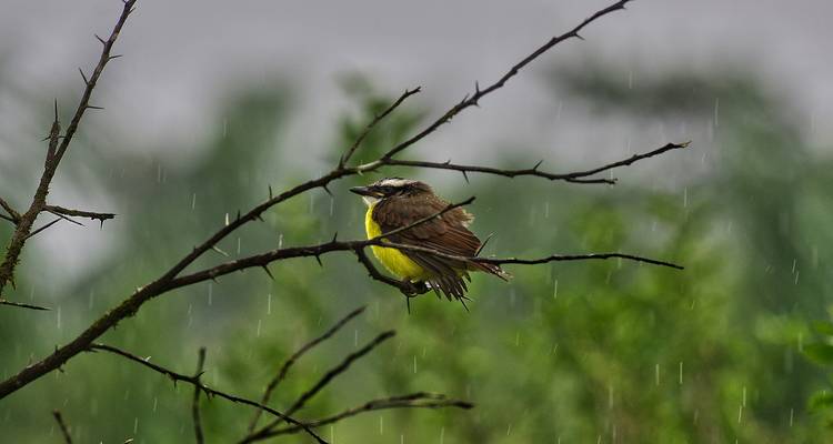 Oiseau perché sur une branche avec des gouttelettes de pluie.