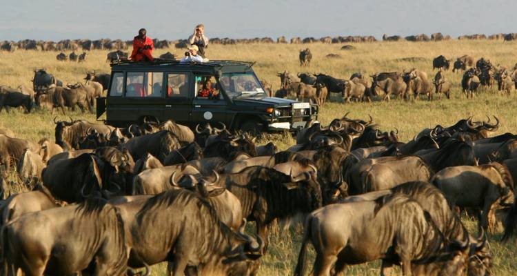Toeristen in een safari-jeep die een grote kudde gnoes observeren.