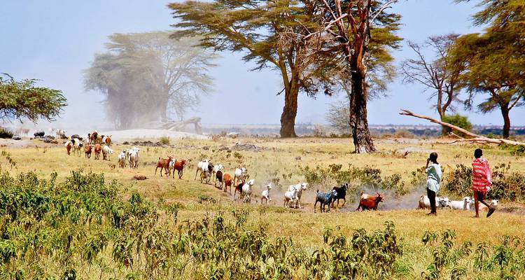 Pastorale scène met geiten en twee mensen die wandelen in een droog landschap.