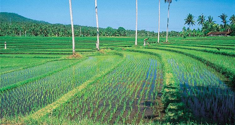 Wide expanse of vivid green rice paddies with workers tending the fields and coconut palms dotting the horizon.