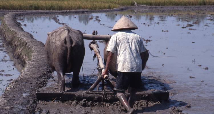 Farmer guiding a water buffalo to plough a muddy rice field in rural Indonesia.