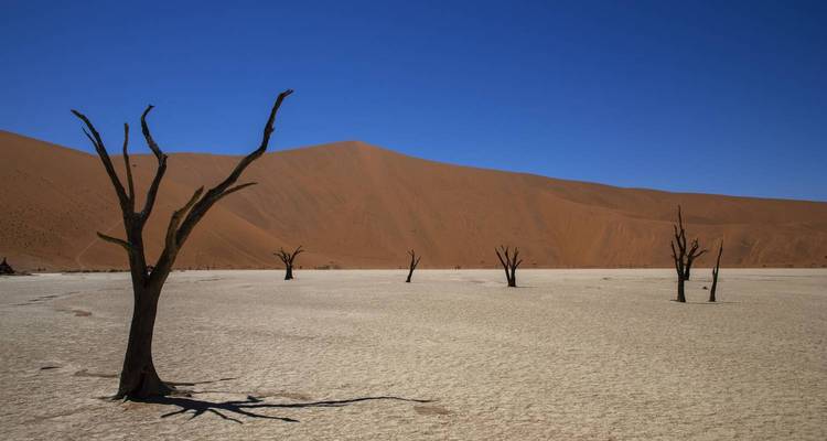 Un paysage désertique avec des arbres morts contre une dune de sable et un ciel bleu vif.
