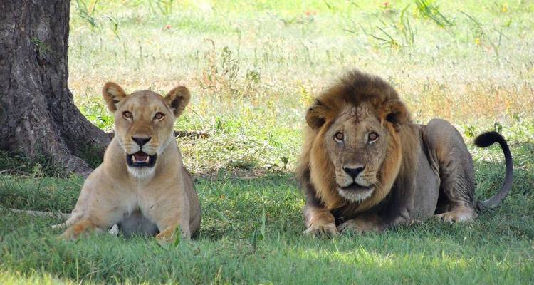 Deux lions se reposant sur l'herbe, un mâle avec une crinière et une femelle.