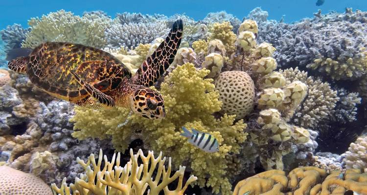 Vie marine incluant une tortue de mer et des coraux vibrants.