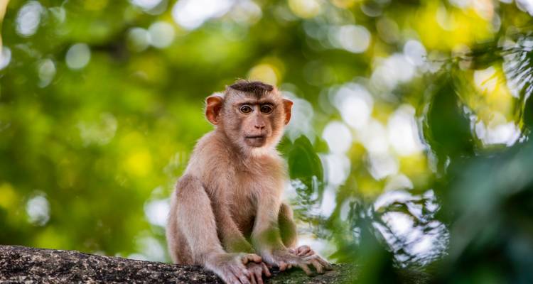 Un jeune singe est assis sur une branche avec un feuillage vert vif et flou en arrière-plan, regardant la caméra avec curiosité.