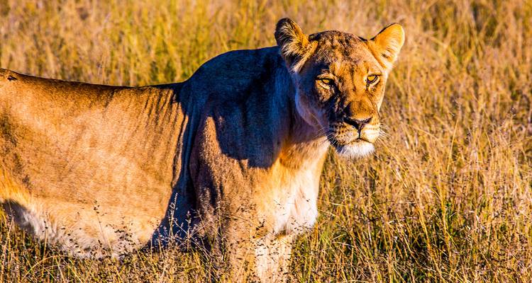Une lionne debout dans les hautes herbes d'une savane.