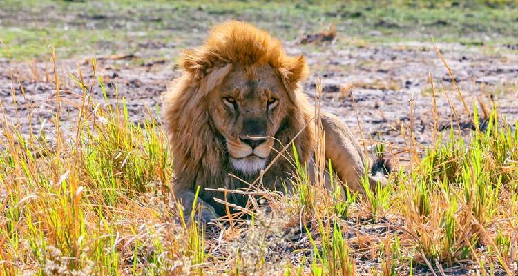 Un lion couché dans les hautes herbes de la savane.