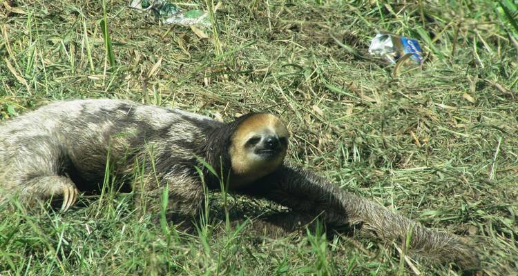 Sloth lying on grass near discarded plastic bottle.