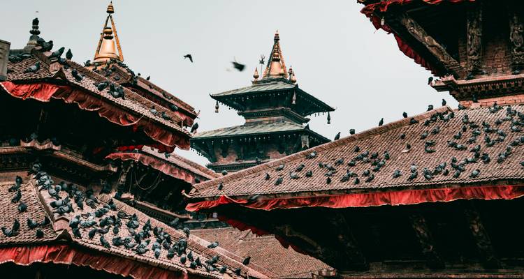 Toits traditionnels de style pagode avec des pigeons rassemblés.