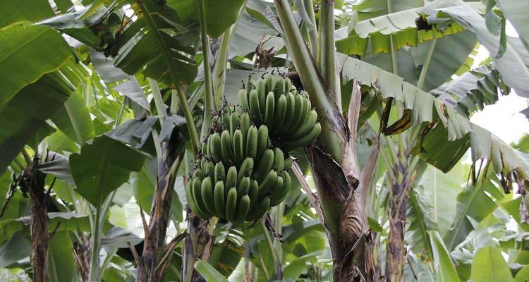 Des grappes de bananes vertes suspendues aux grands bananiers d'une plantation