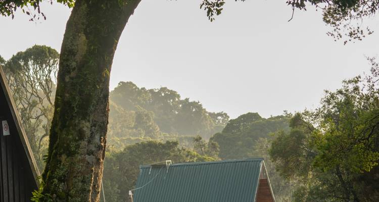 Green forest surrounds simple A-frame huts with tin roofs under a tall mossy tree.