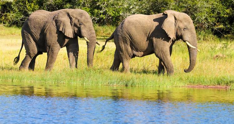 Éléphants marchant près d'un plan d'eau dans un paysage luxuriant.