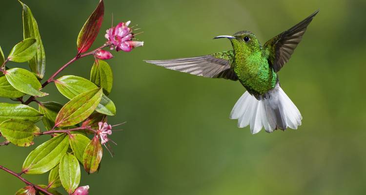 Colibri vert volant à côté d'une fleur rose.