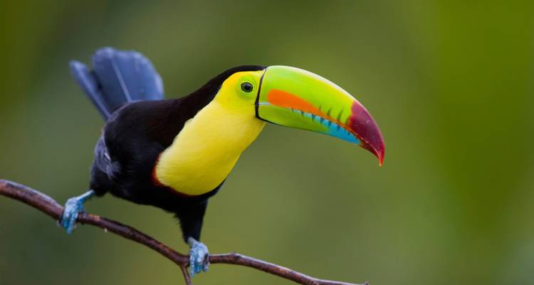 Toucan coloré dans une forêt.