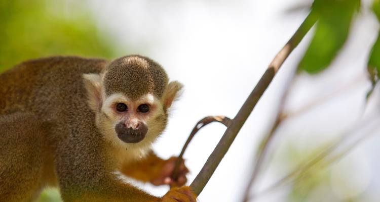 Singe écureuil accroché à une branche d'arbre.