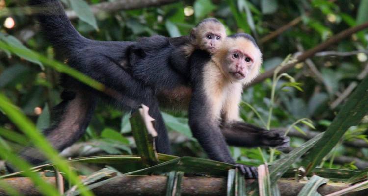 Mère singe avec bébé singe sur le dos dans la jungle.