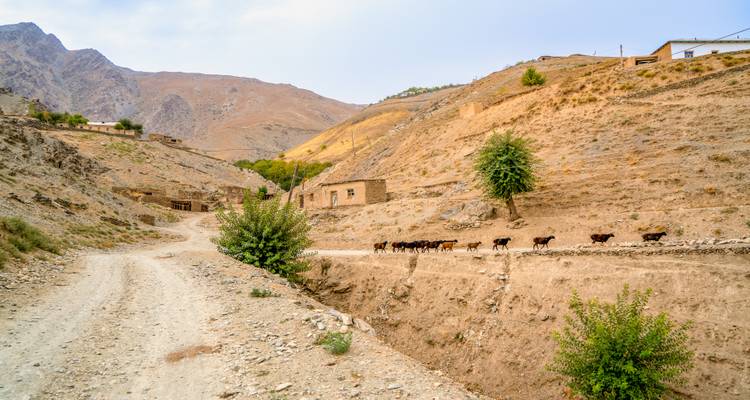 Une piste de montagne poussiéreuse mène devant des maisons rurales avec un troupeau de chèvres dans des collines arides.
