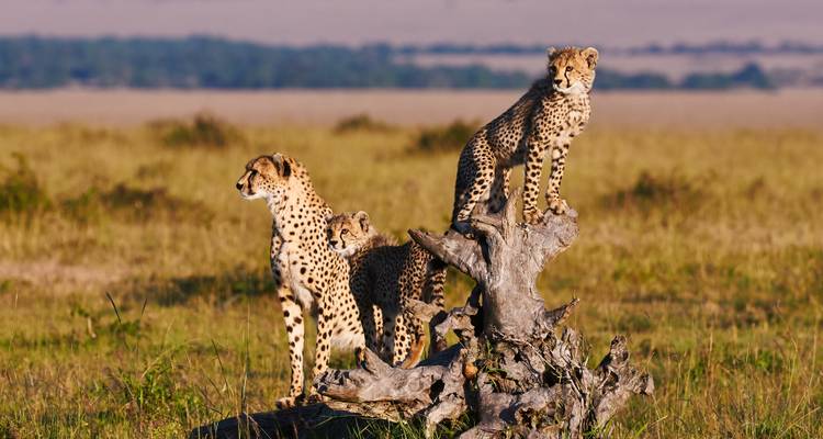 Drie cheetas zittend op en rond een omgevallen boomstam die over de open savanne uitkijken.