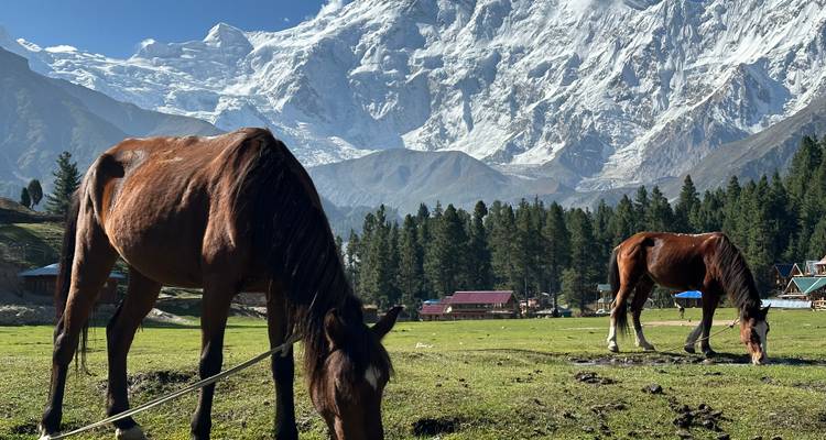 Horses grazing in high meadow beneath majestic snow-capped peak