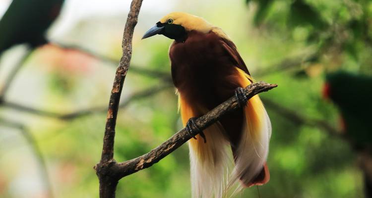 Oiseau vibrant avec une longue queue perché sur une branche.