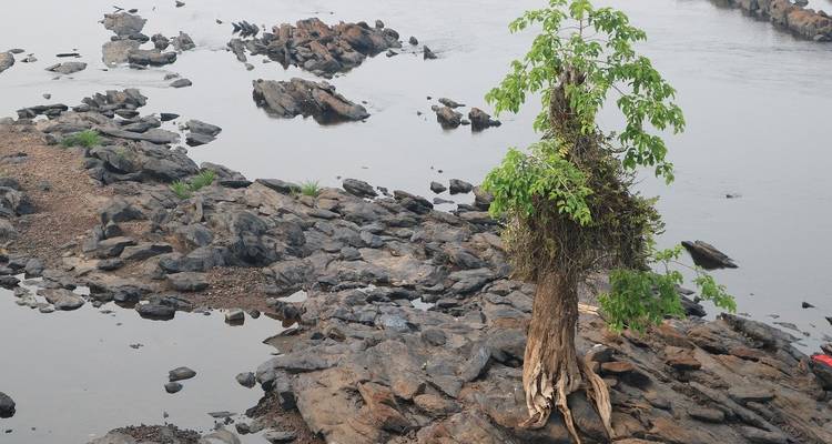 A lone tree growing among rocks near water.