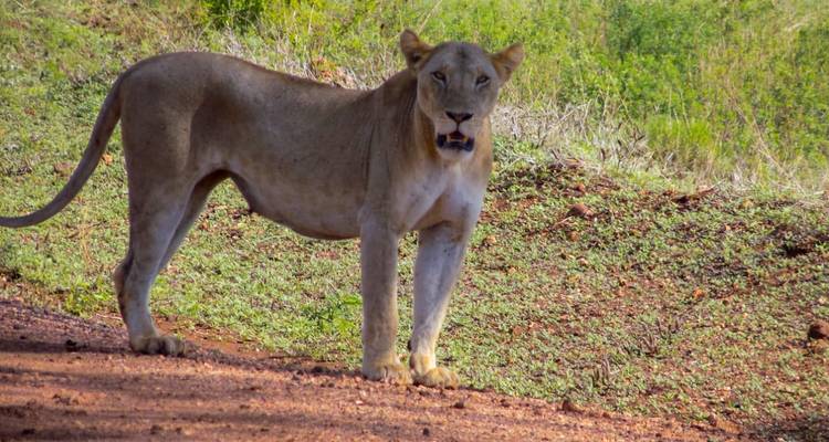 Lone lioness standing alert on a dirt path.