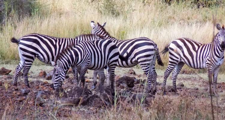 Herd of zebras grazing and standing in a savanna.