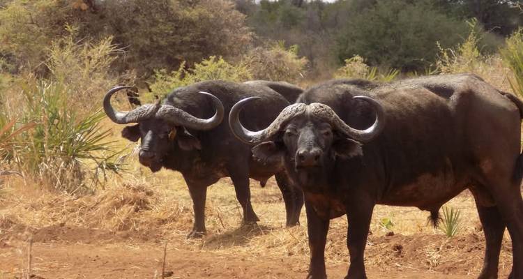 Two Cape buffalo staring towards the camera.