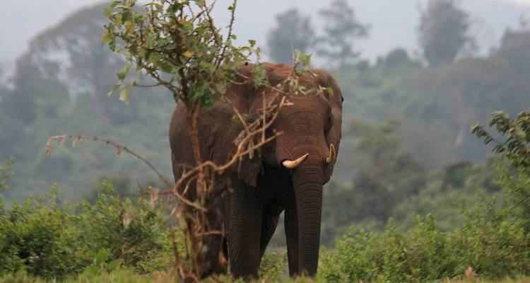 Elephant partially obscured by a tree in a lush green environment.