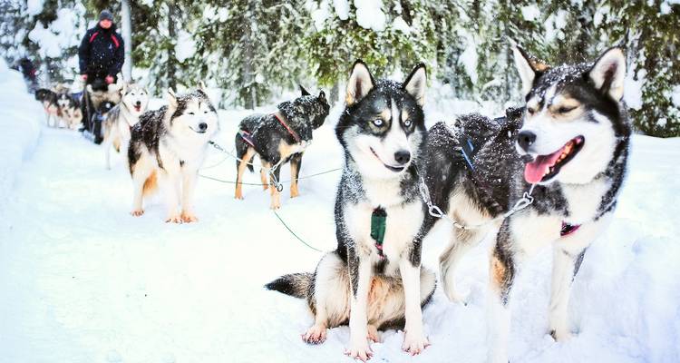 Een rij enthousiaste huskies die een musher door verse sneeuw in een sneeuwbos trekken.