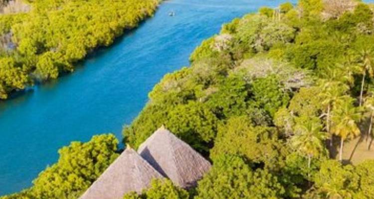 Vue aérienne d'une zone forestière verdoyante au bord d'une rivière
