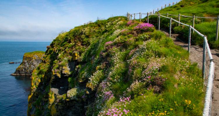 Pad langs de kliffrand omzoomd met kleurige wilde bloemen met uitzicht op diepblauwe zee op een zonnige ochtend.