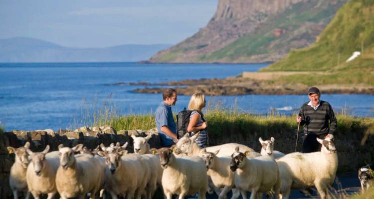 Small flock of sheep guided along a coastal road by three walkers with steep cliffs behind.