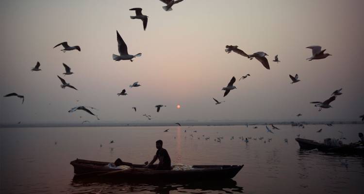 Boatman rowing at dawn with silhouettes of flying gulls against a hazy sunrise