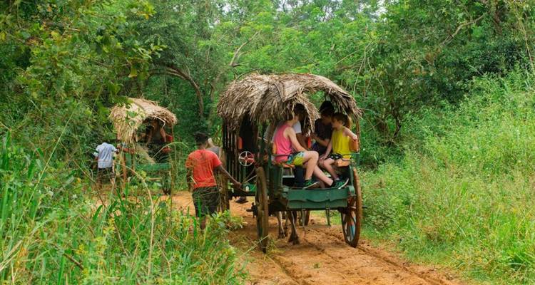 Toeristen die genieten van een ossenkarrit door een bos.