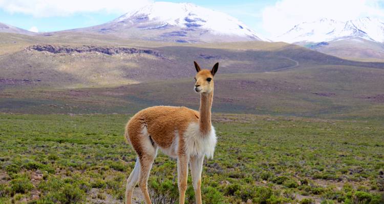 Una vicuña solitaria se para en una llanura de pastizal de gran altitud con picos andinos nevados que se elevan al fondo bajo un cielo azul brillante.