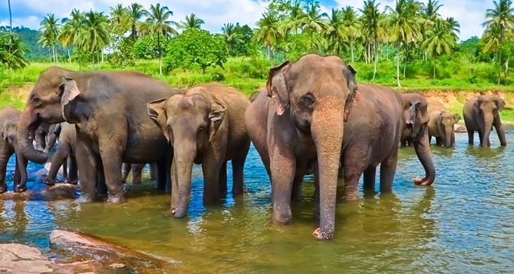 Des éléphants se baignant dans une rivière entourée d'une végétation luxuriante et de palmiers.