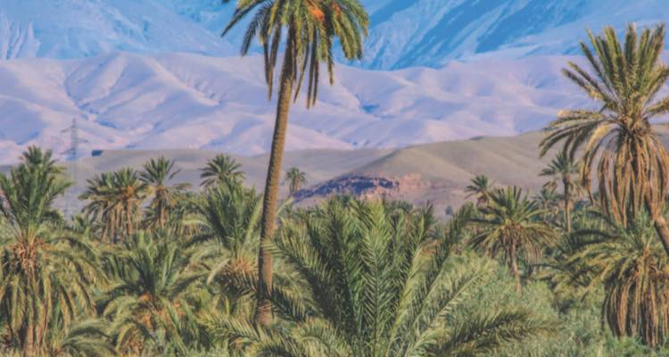 Palmeras en un oasis verde con montañas al fondo.