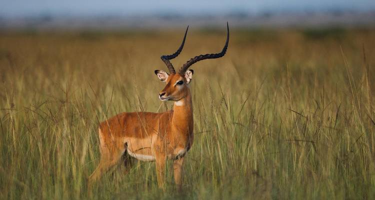 Ein Impala steht in einem Grasfeld mit unscharfem Hintergrund.