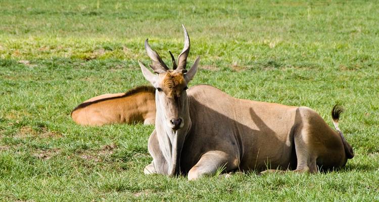 Eine große Antilope, die auf Gras in einem Feld liegt.