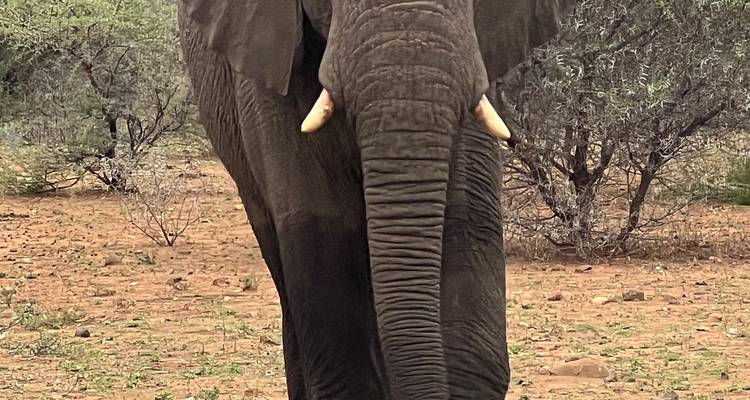 Here's the German translation:
**Nahaufnahme eines Elefanten in seinem natürlichen Lebensraum.**