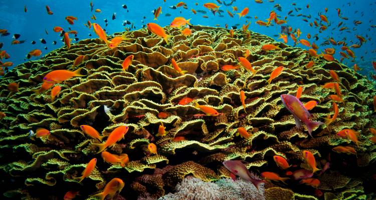 Vue sous-marine d'un récif corallien coloré avec des poissons tropicaux.
