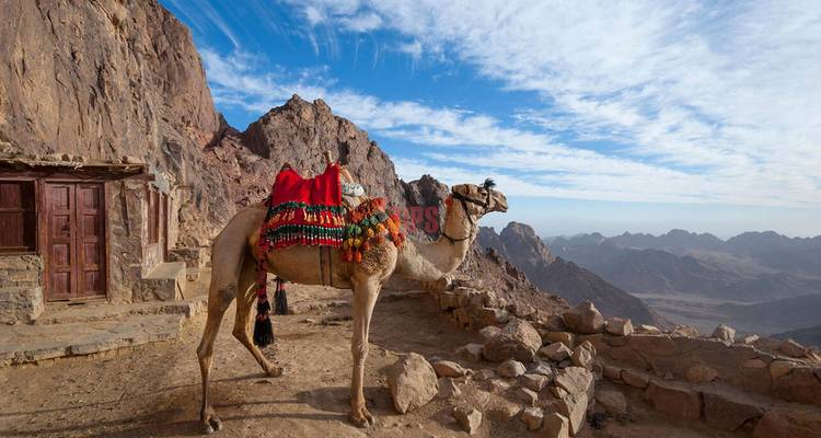 Camello con silla colorida cerca de las montañas.