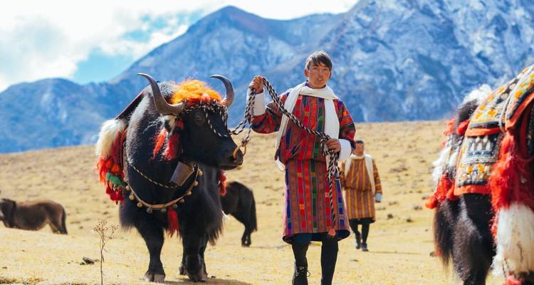 Man die een versierde yak leidt met bergen op de achtergrond.
